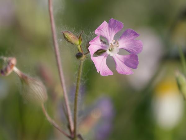 Dagkoekoeksbloem (Silene dioica)